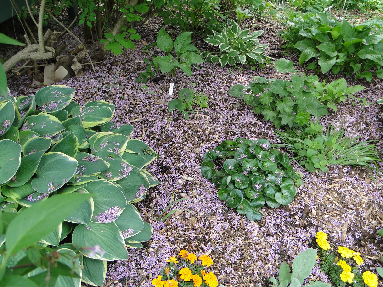 a single feather lilac... mulch