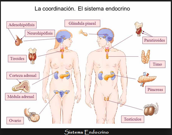 Como demostrar el alcoholismo para la privación de los derechos paternales