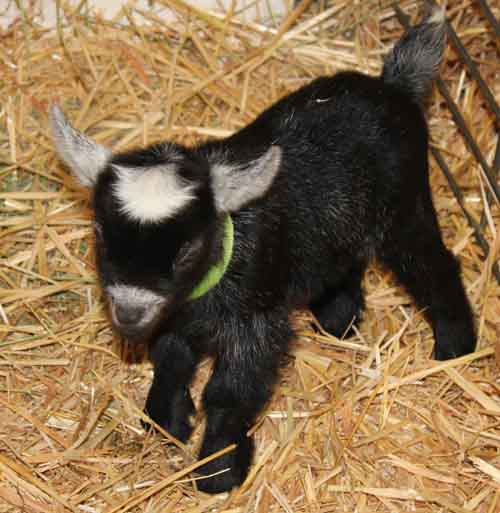 Amber Waves Pygmy Goats Amber Waves America America (Pending) DOB 7/20/12 (Green Collar)