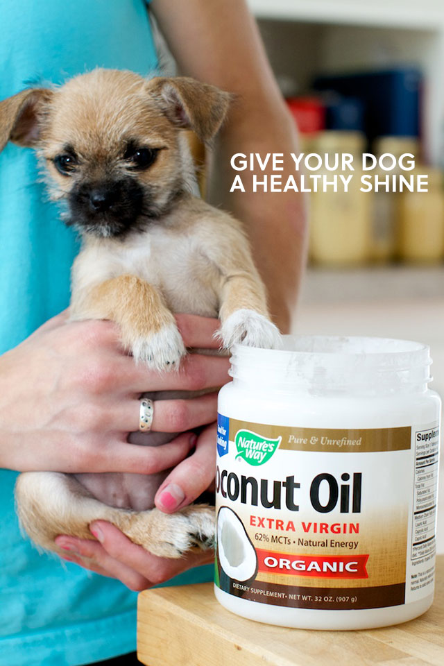 How Often Can You Give Dog Coconut Oil How Often Can You Give Dog Coconut Oil