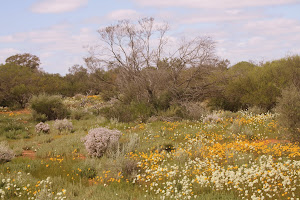Beginning of the wildflowers, roadside near Geraldton WA