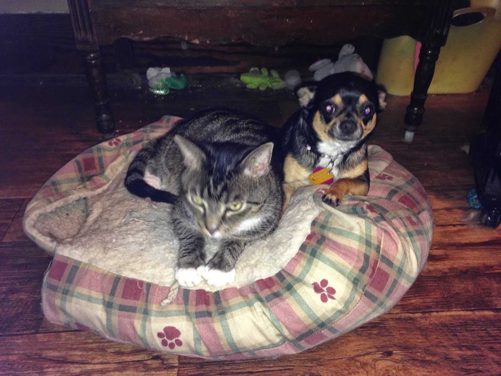 Murphy's Cats Bed Hog