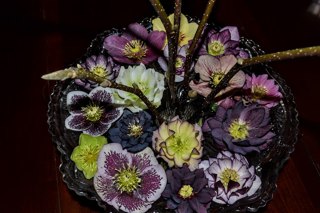 Floral Friday Fotos Fff122 Mexican Orange