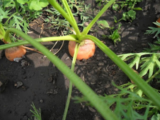 1 августа, корнеплоды морковки 