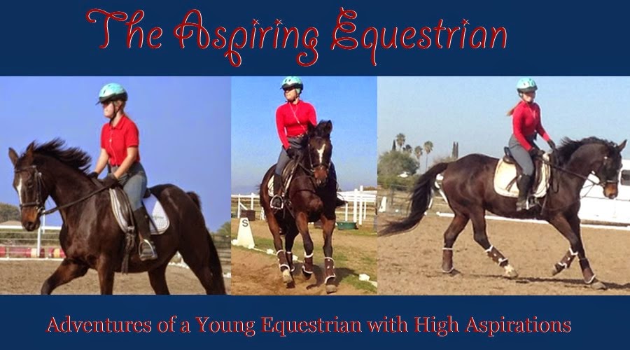 The Aspiring Equestrian The Colorado Rangerbred