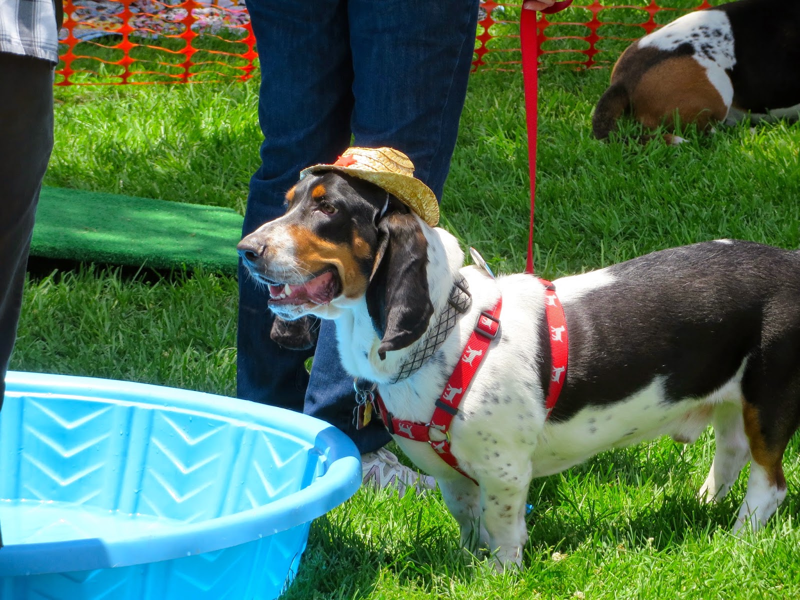 basset hound cowboy hat