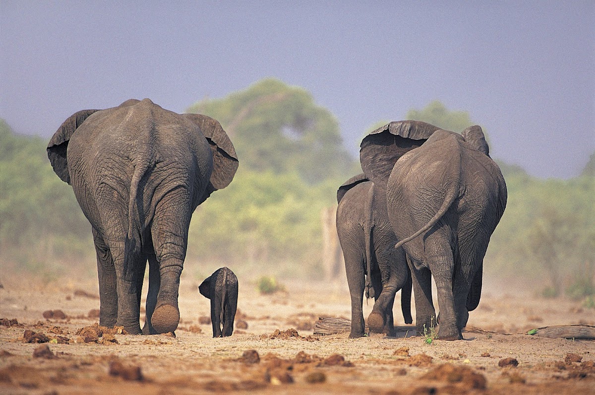 http://2.bp.blogspot.com/-yVacum1XCwc/UAAwxeh-3yI/AAAAAAAAM0E/aZ8UoI5r9O8/s1200/Elephant4.jpg