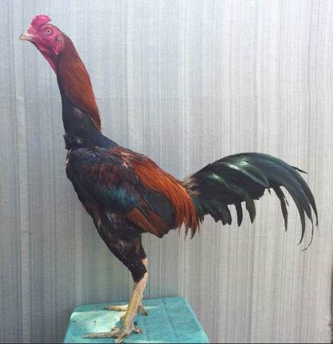 gambar dan video ayam aduan jenis ayam birma 11 bulan di ...