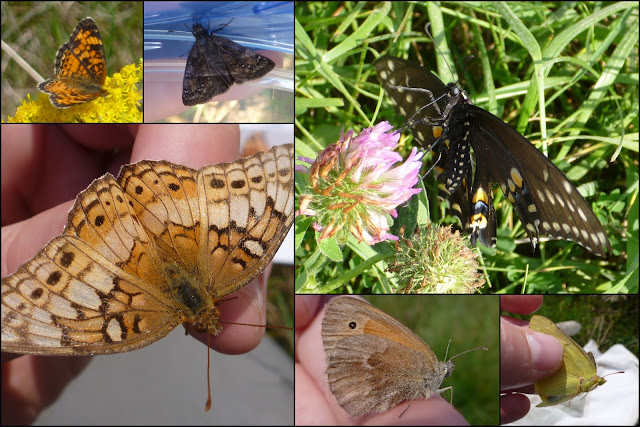 Inornate Ringlet
