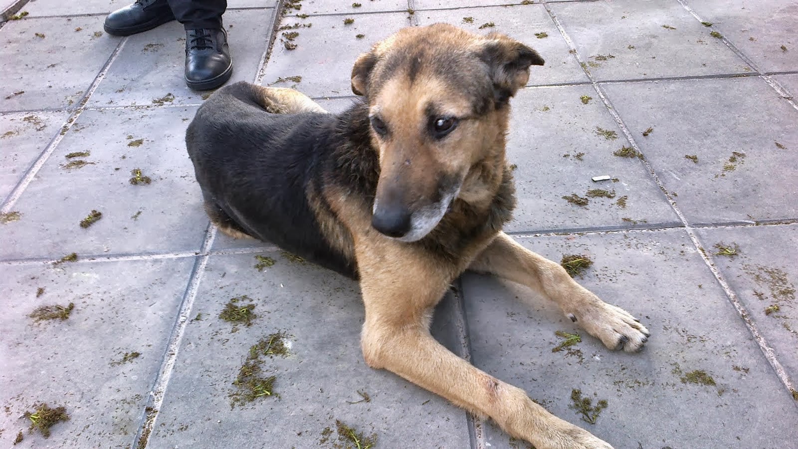 CHONINO EN ADOPCION..CRUZA CON OVEJERO ADULTO