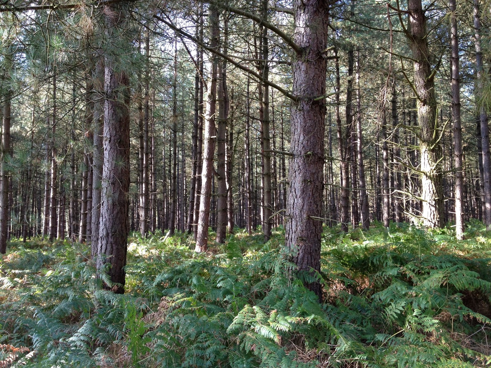 thetford forest bike trails