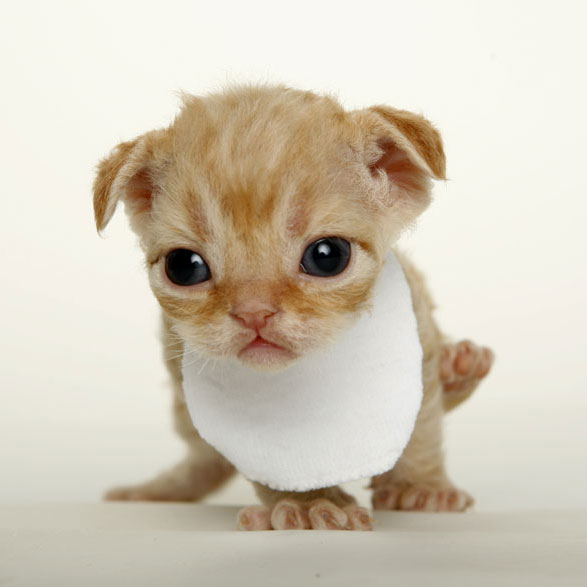 Devon+rex+kittens+for+sale+florida