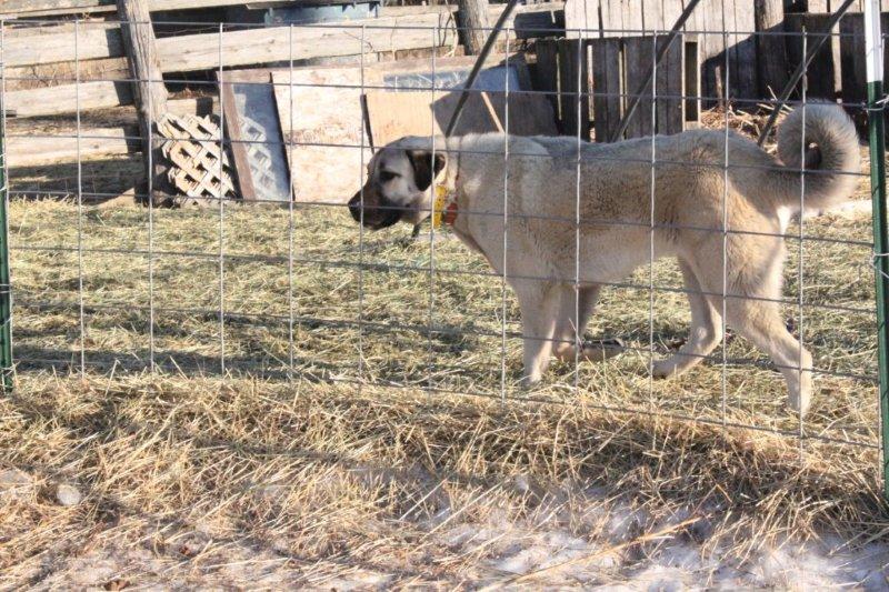 Our Kangal Dogs 9 months old next week, new training tool