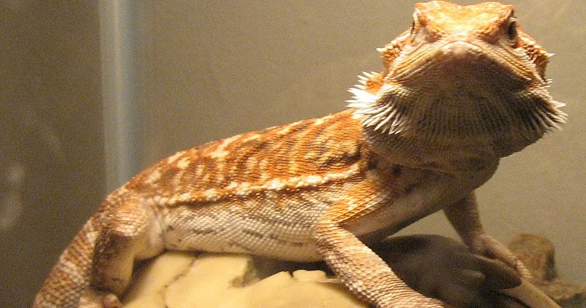 bearded-dragon-vet-checkup.jpg