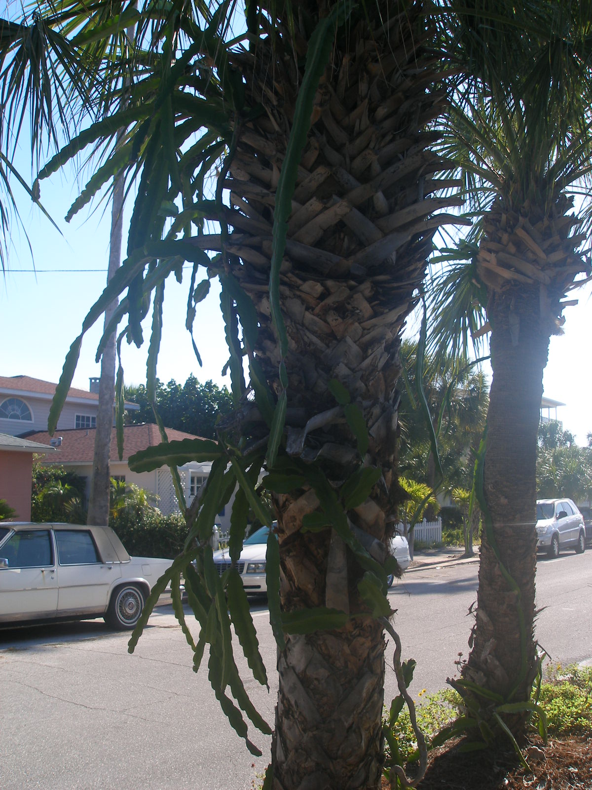 Report from the Florida Zone Climbing Cactus