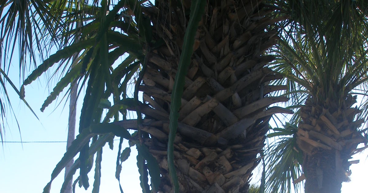 Report from the Florida Zone Climbing Cactus