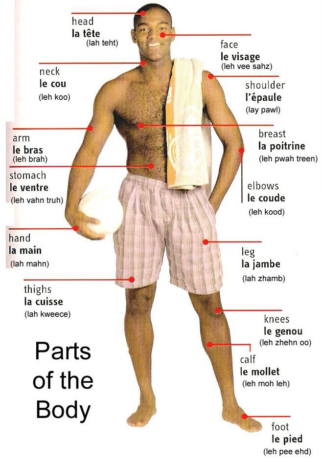 Body Parts French