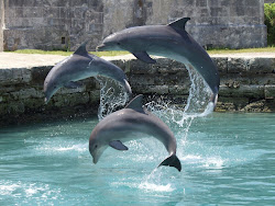 Delfines