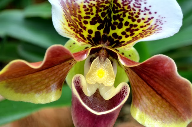 Orchid Daze 2014, Atlanta Botanical Garden