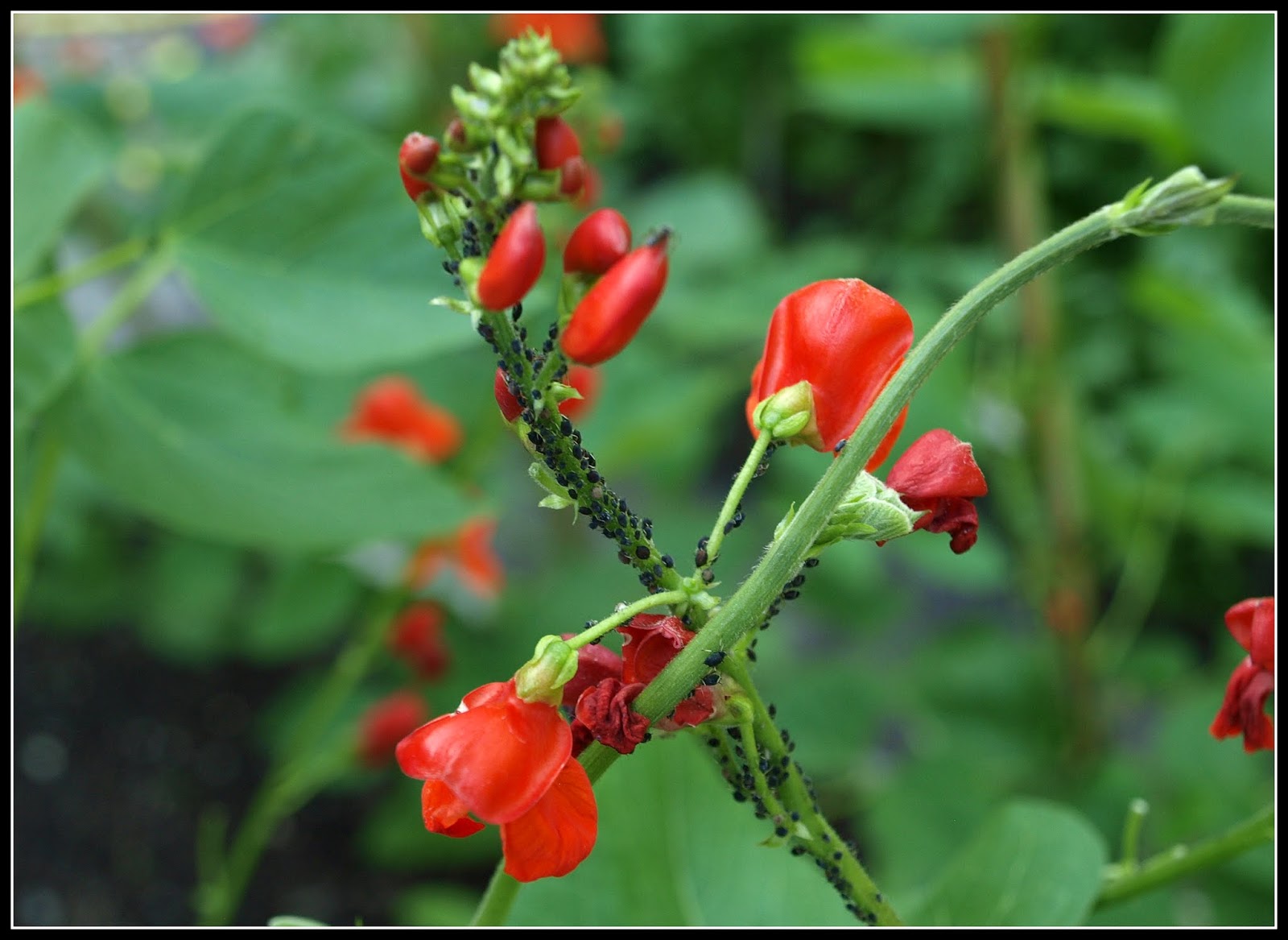 Mark's Veg Plot Runner Beans