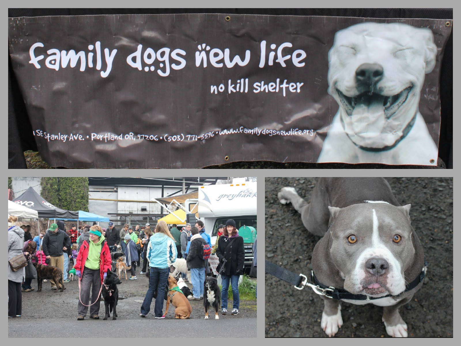 a family dogs new life