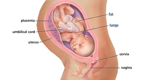 gravid uge 34 gravid uge 34