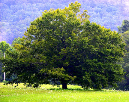 The Tree of Life