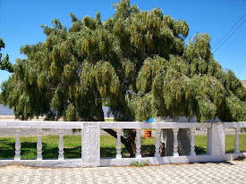 ANACAUITA - A árvore símbolo de Jaguarão