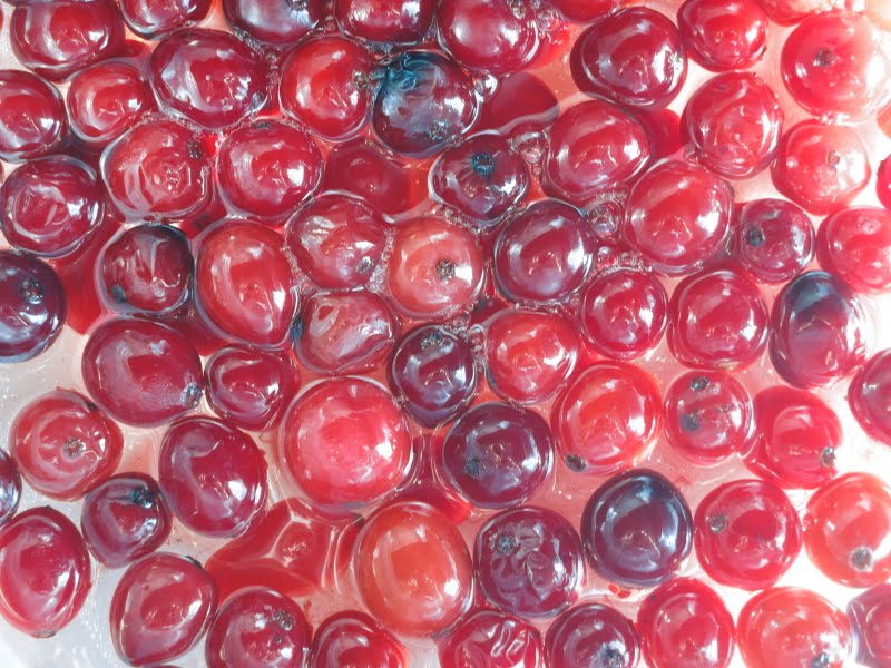 Learning to Eat AllergyFree How to Make Your Own Dried Cranberries