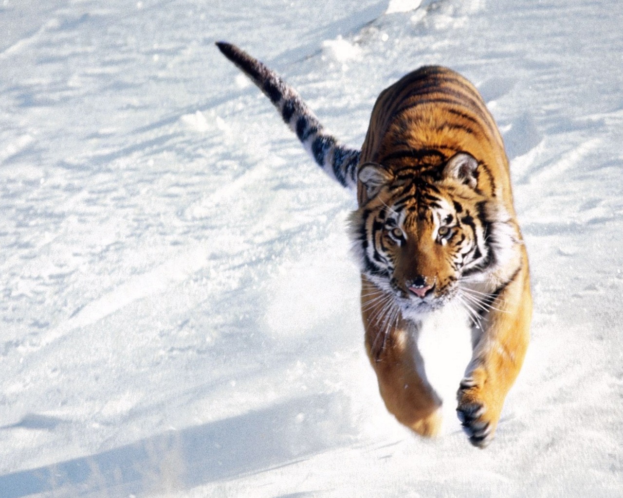 Download Amazing Tiger In Jungle Hd Desktop Wallpapers Free Hd