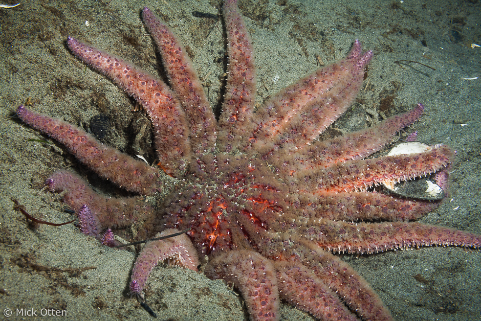 Mick's marine biology Sunflower star an amalgam of superlatives part 2