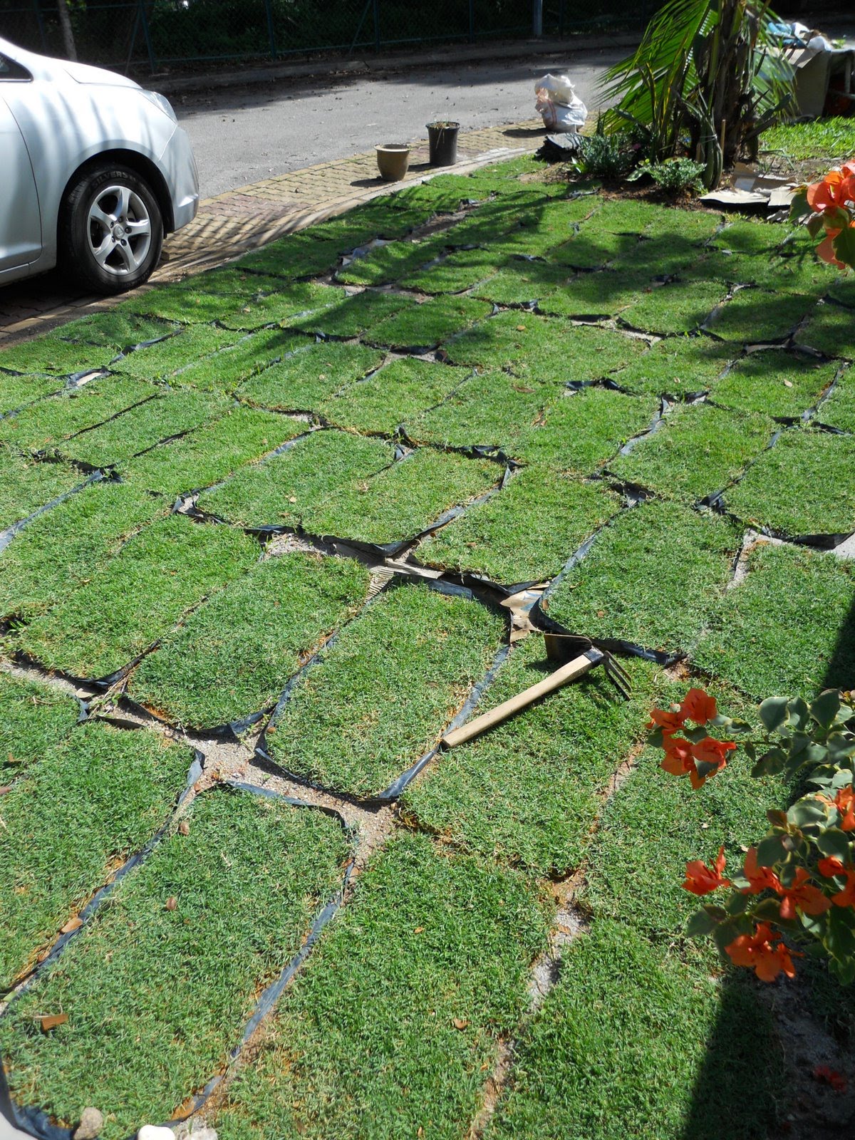 Journey of My Gardening Planting Philippine Grass