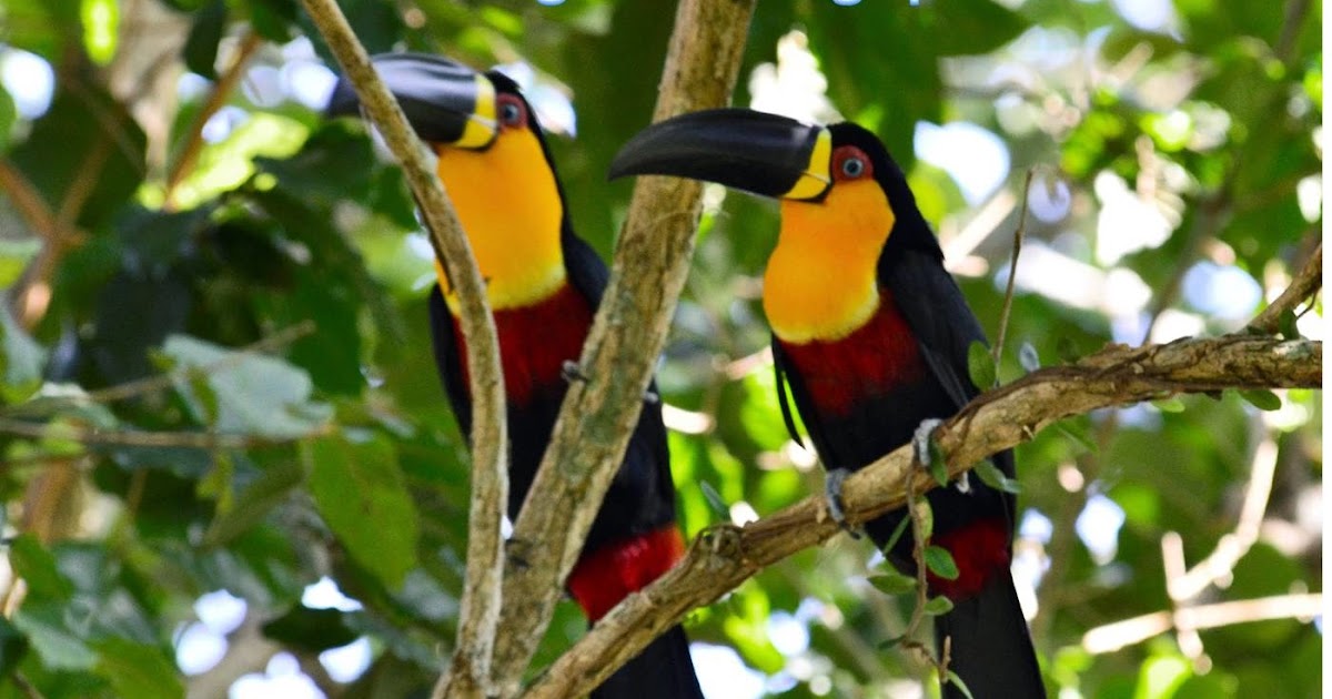 Resultado de imagem para Tucano-de-bico-preto