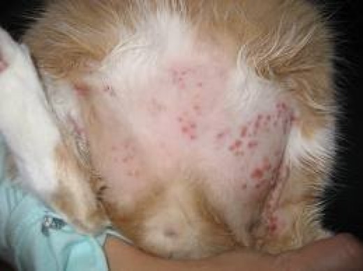Dogs Skin Allergies