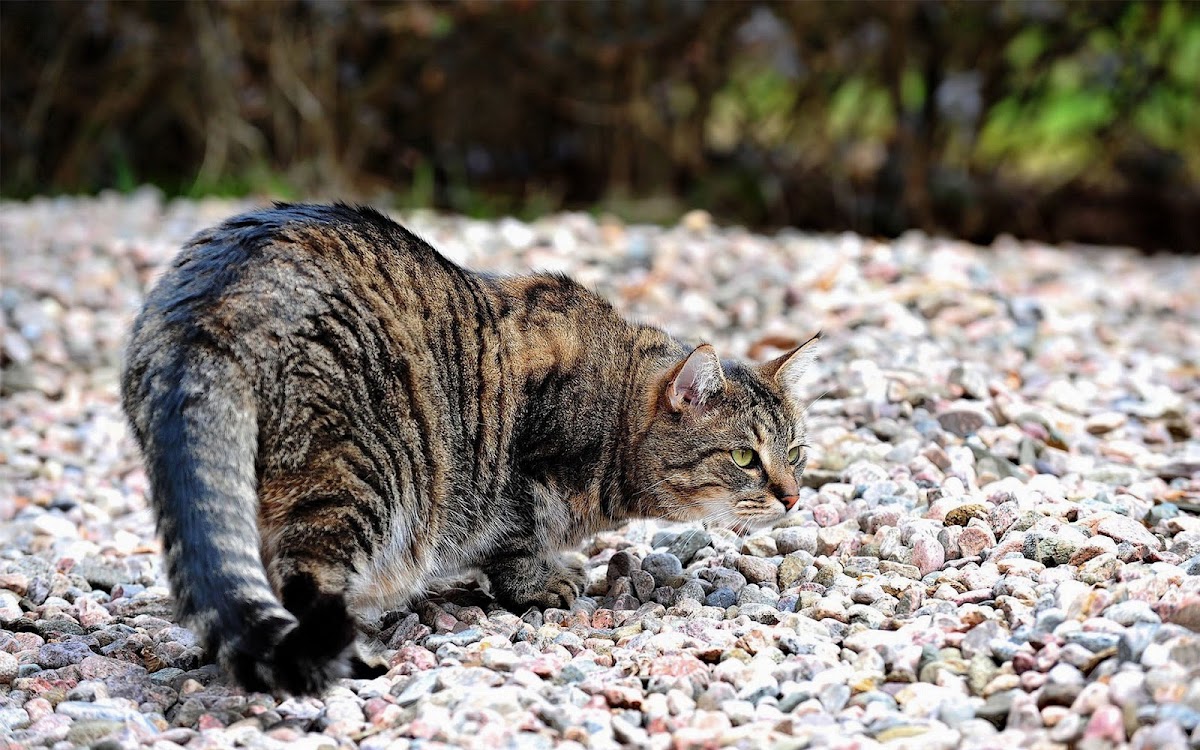 Cat on Rocks
