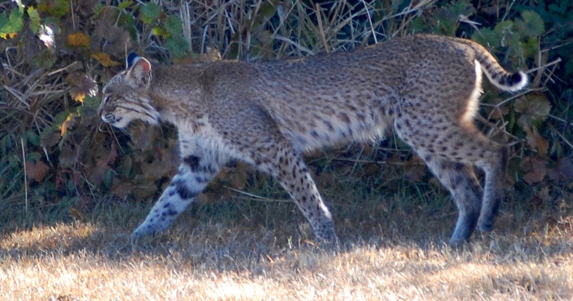 Field Notes and Photos: Florida Bobcat: Lynx rufus