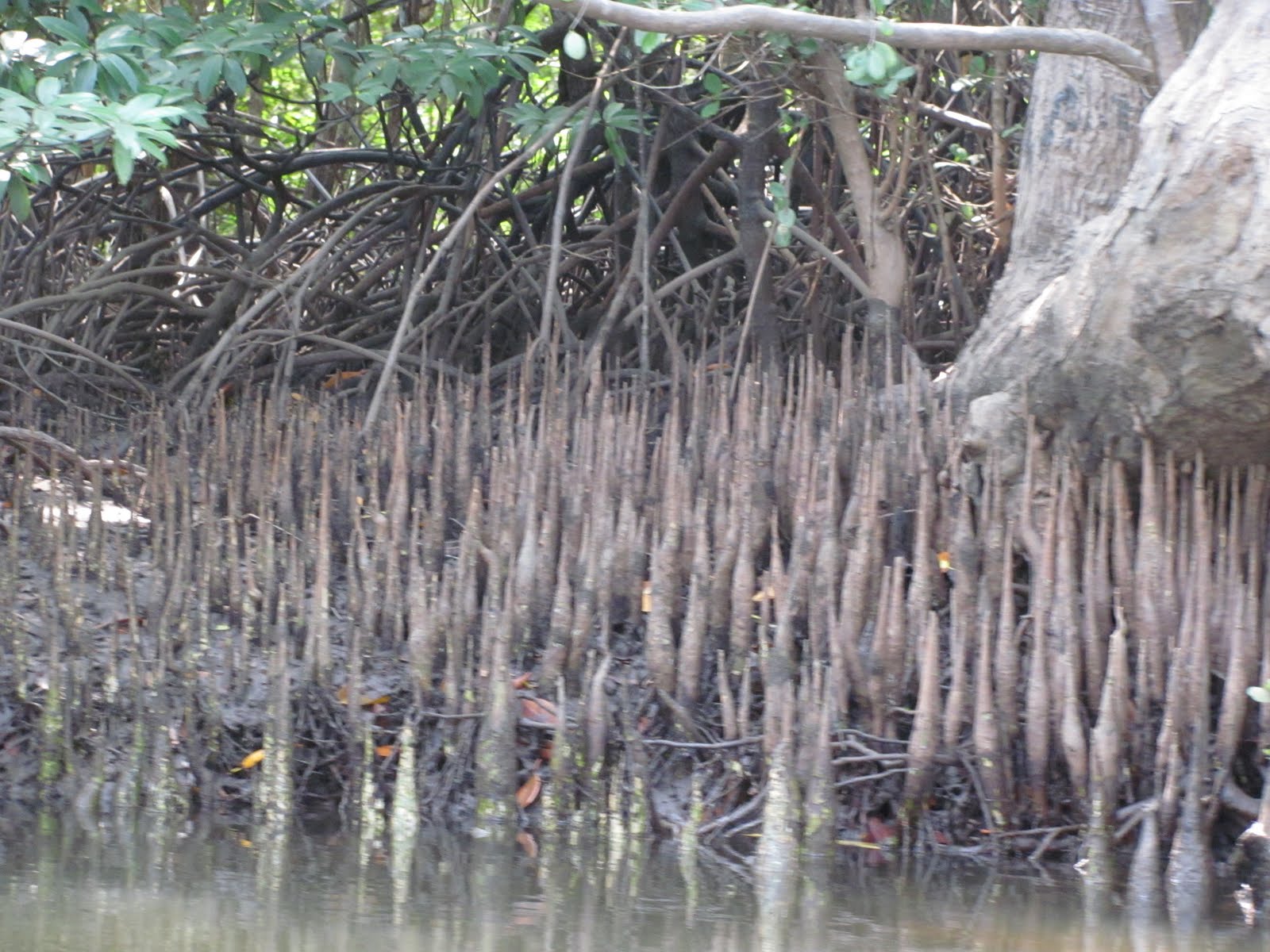 Pneumatophores Roots