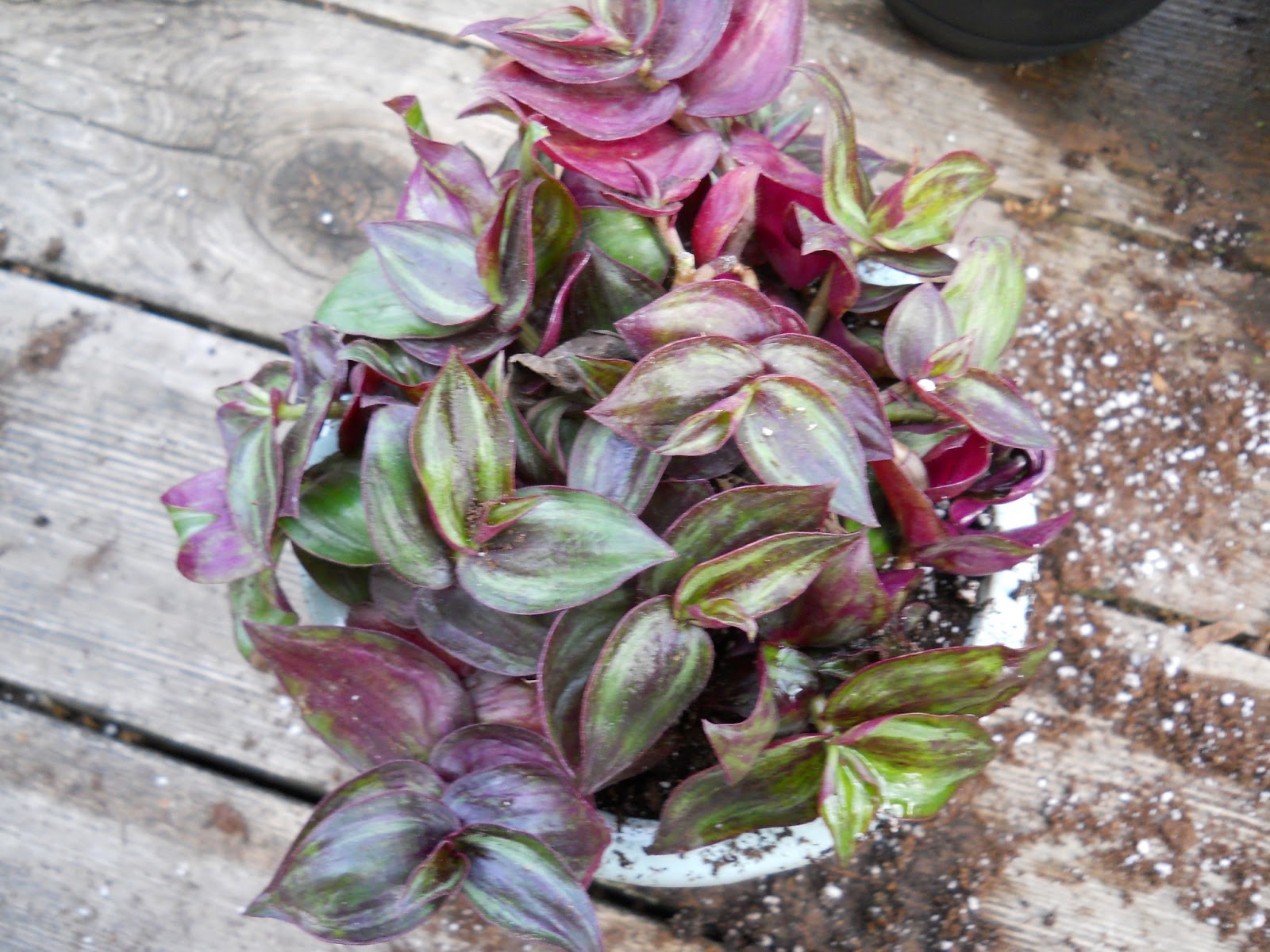 Volker Gardening Plants and Science! Plants from the