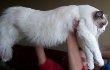 large ragdoll