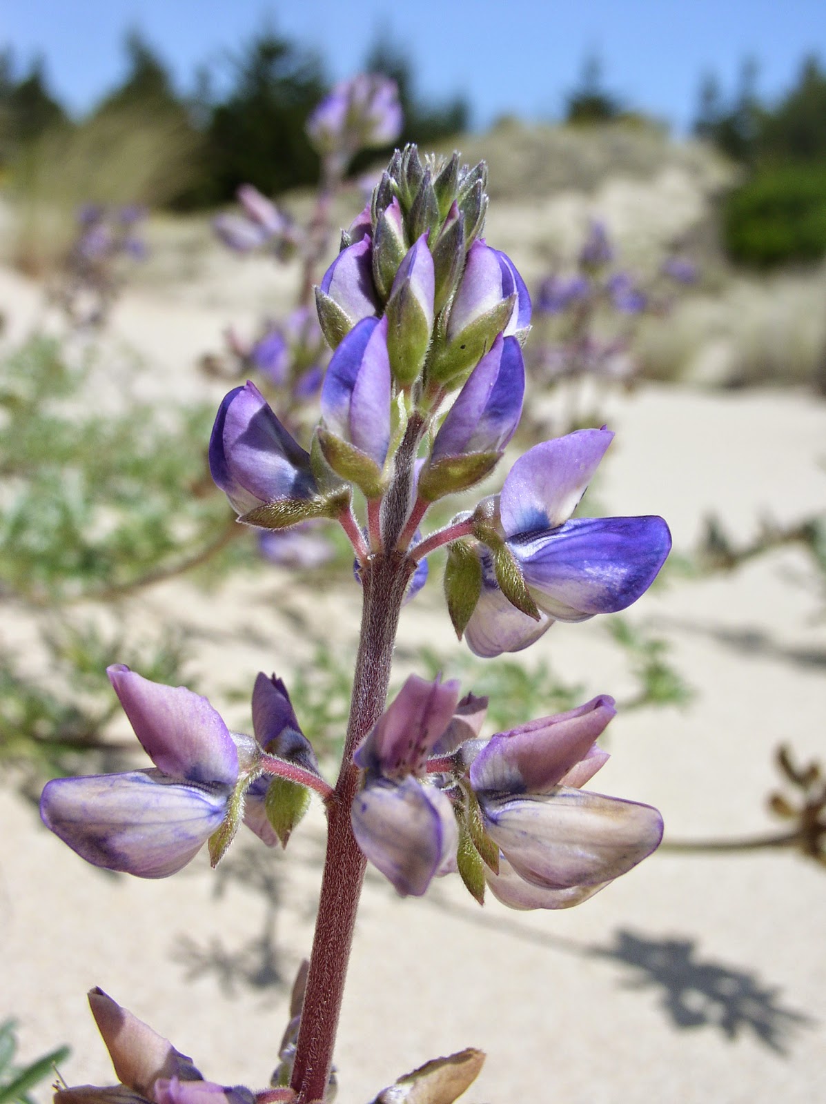 John Burridge Sand Dune Plant