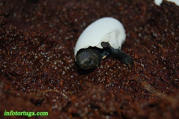 Kinosternon scorpioides saliendo del huevo