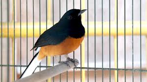 Tagteam Daftar Harga Burung Murai Batu Terbaru Bulan Ini 2016 Tagteam Daftar Harga Burung Murai Batu Terbaru Bulan Ini 2016