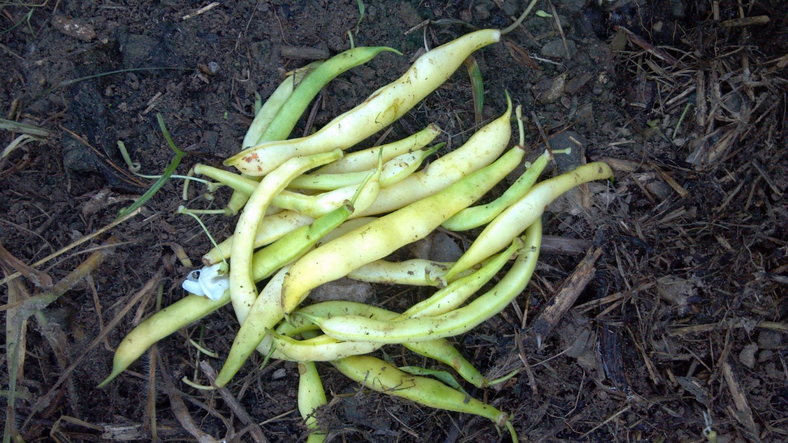 Beans, Beans They're Good For Your Heart!