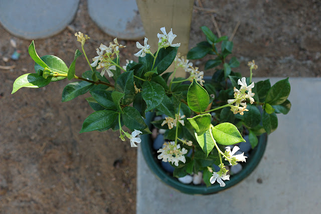 Blooming Jasmine
