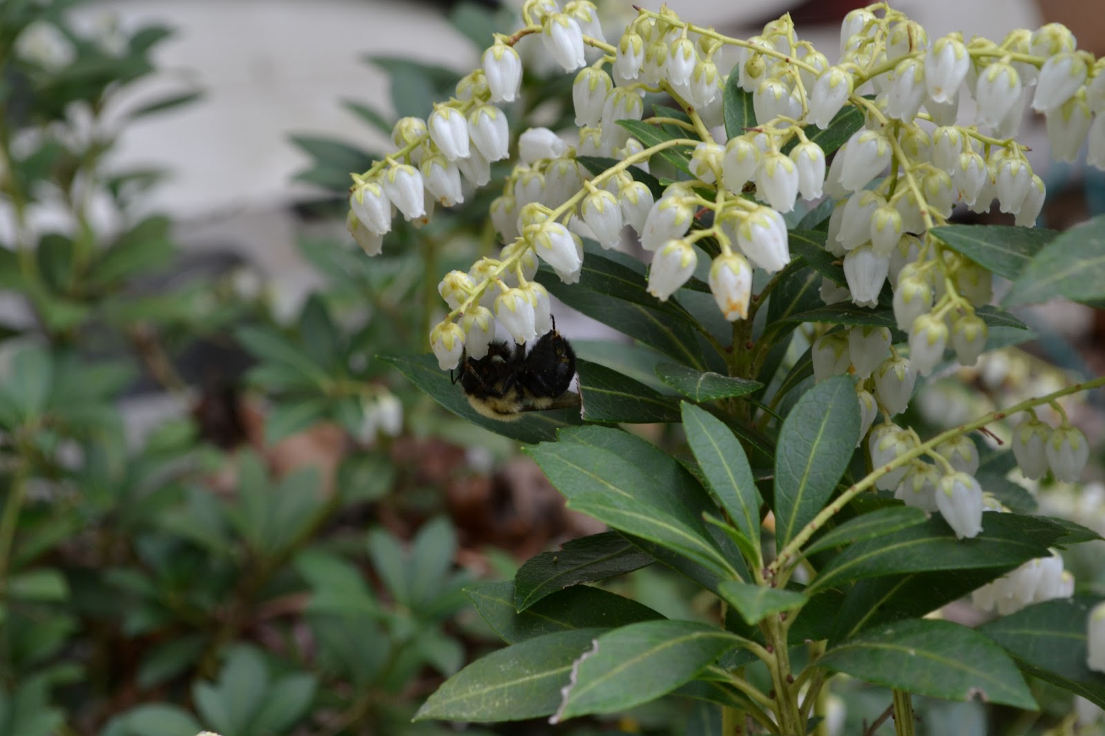Kelli S Northern Ireland Garden Forest Flame And The Irish Garden