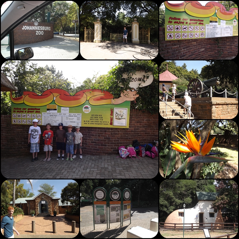 Every Bed of Roses A day at Johannesburg Zoo