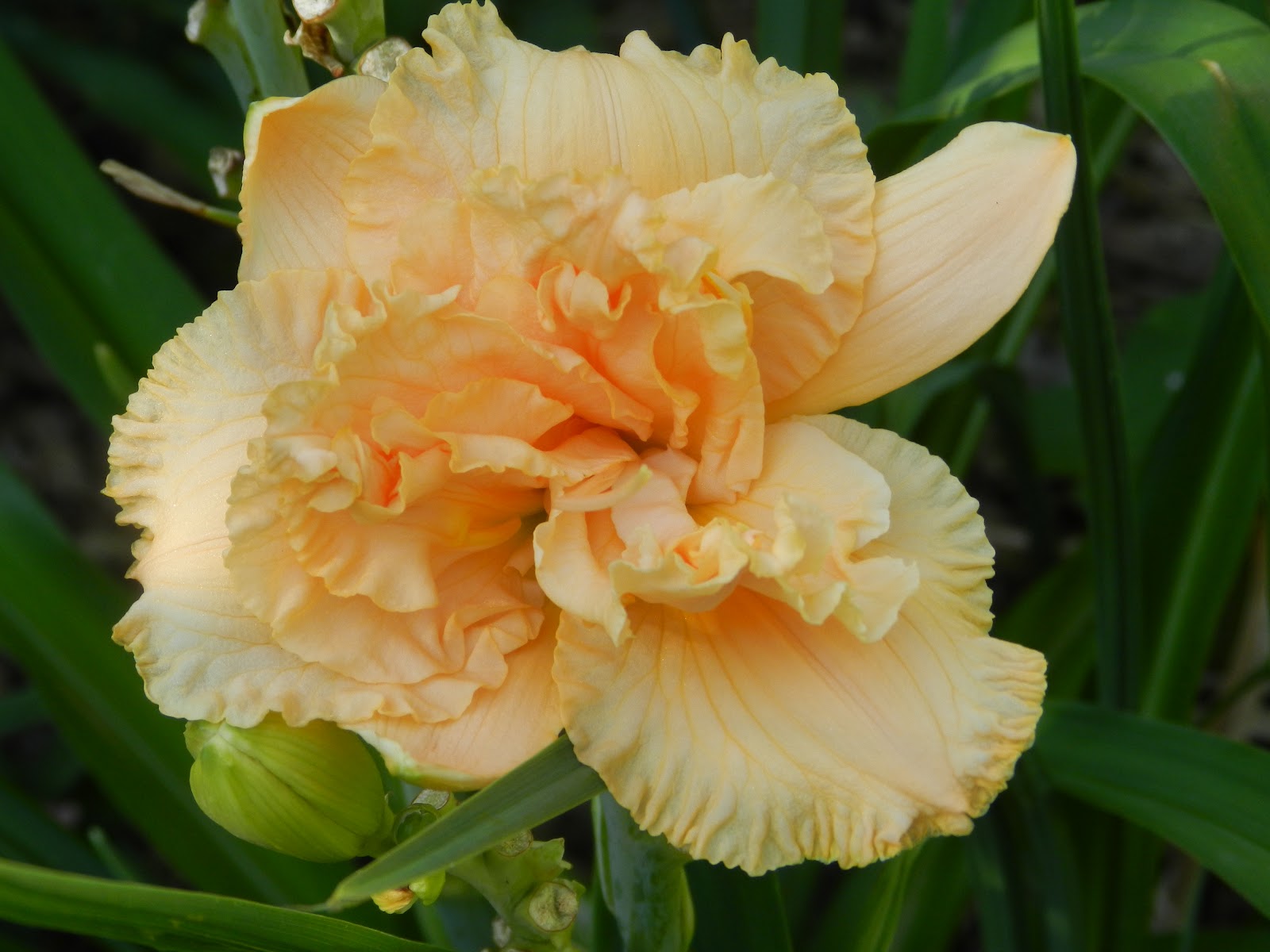 For the Love of Gardening: July 2012