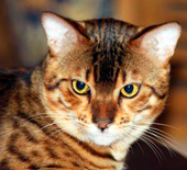 Gato Bengalí