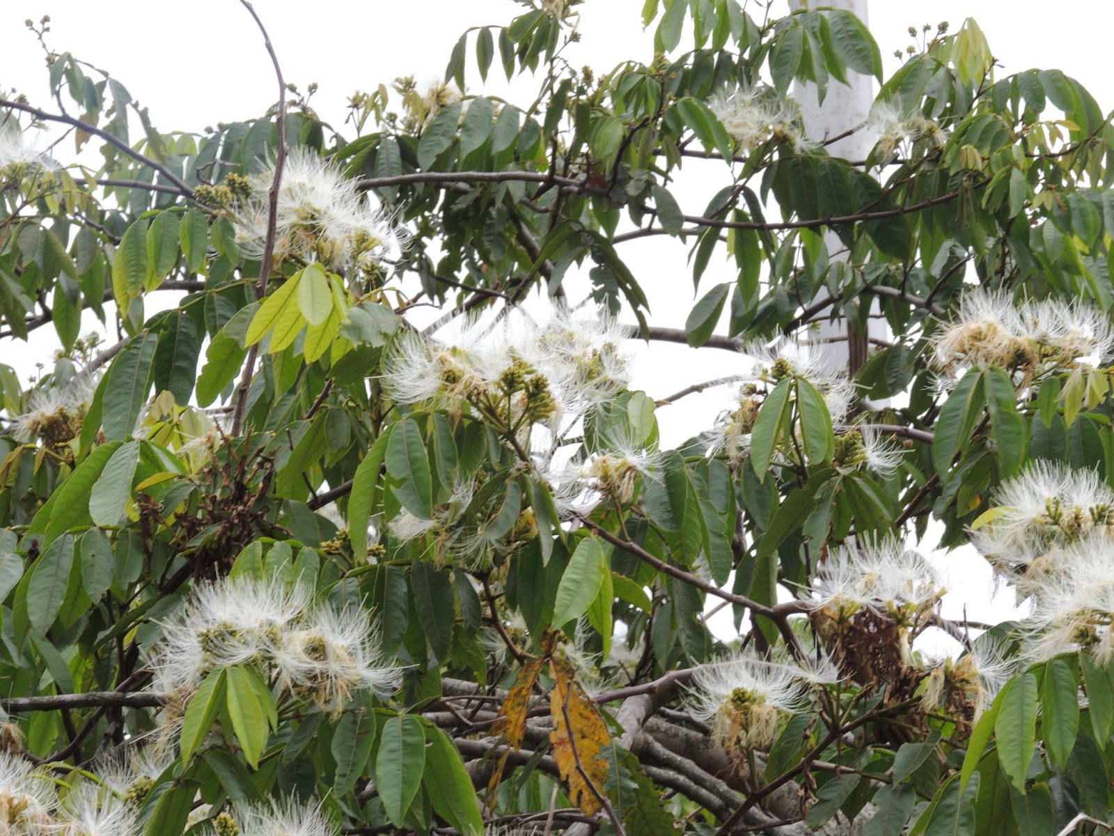 The Flowering plants (Leguminosae Fabaceae) Fabaceae Inga edulis