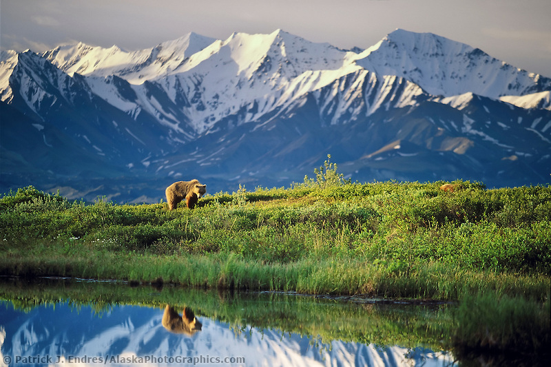White Wolf White House Renames Alaska’s Mount McKinley to Denali (To
